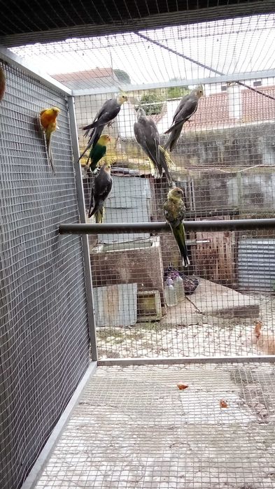 Pyrrhuras roseicollis.