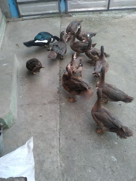 Продам муксусних качок