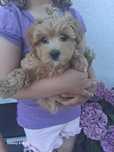 Maltipoo suczka !