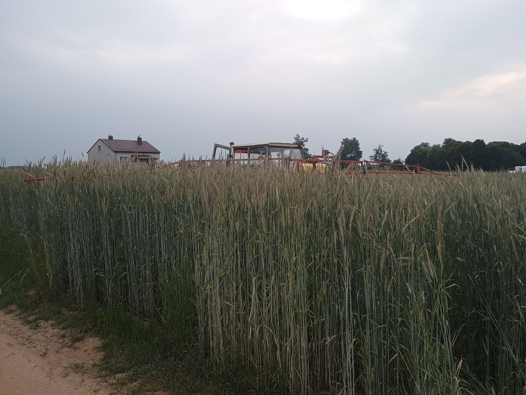 Sprzedam żyto Hadron