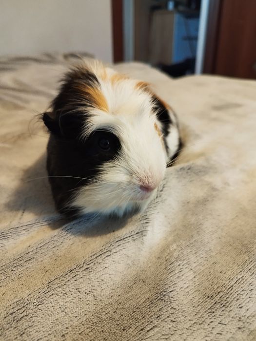 Świnka morska Dyzio