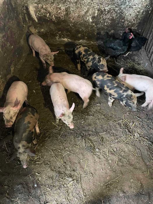 Продам поросят...
