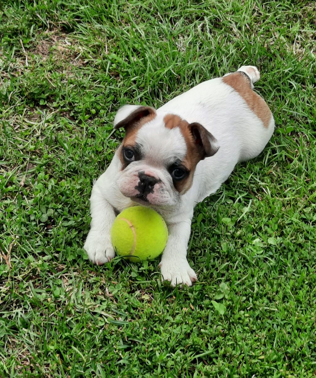 Szczeniaczek buldog francuski