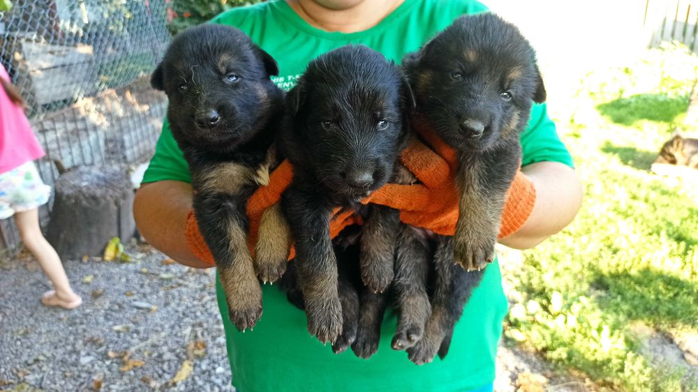 Цуценята німецької вівчарки