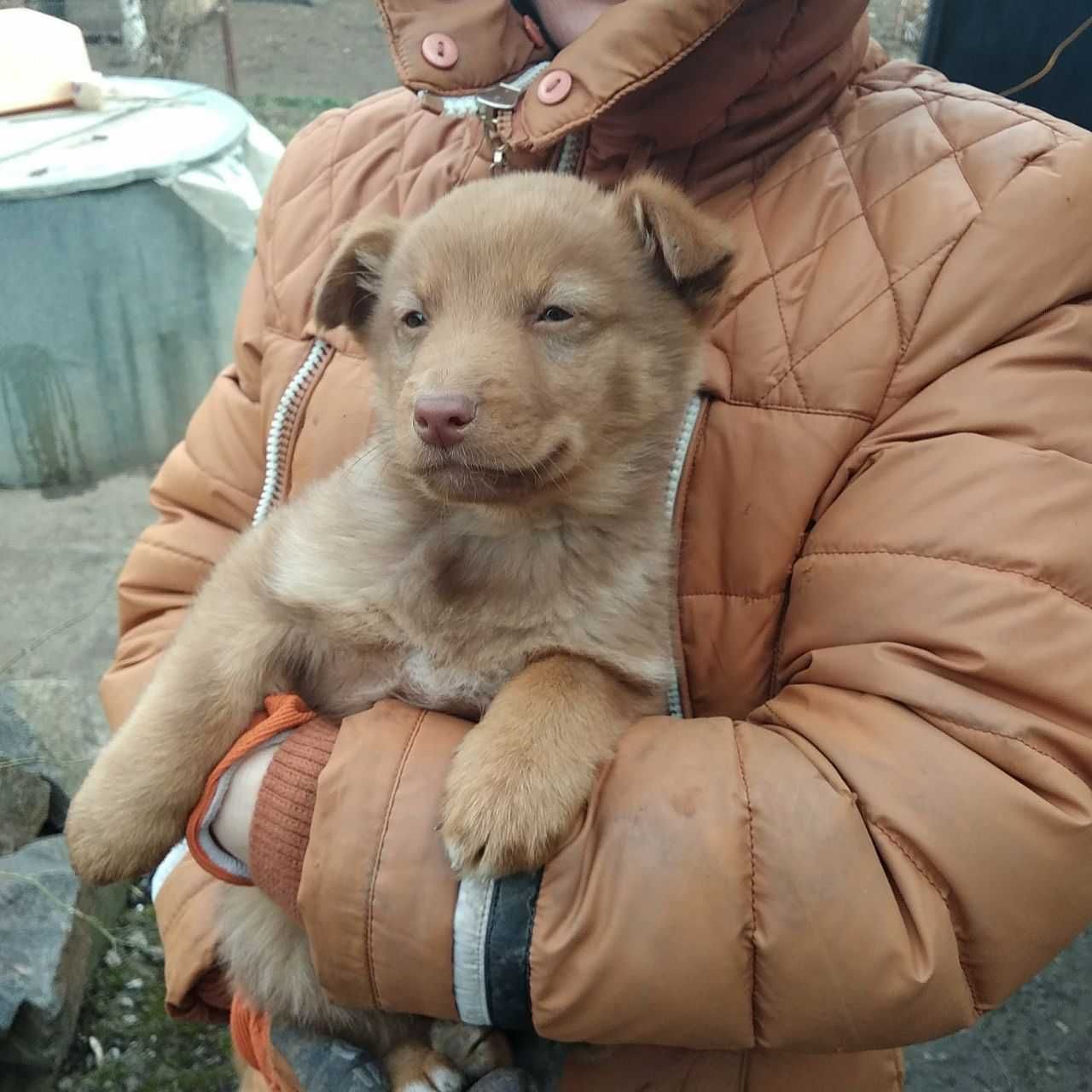 Допоможіть знайти собакам дім