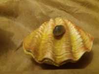Concha para aquario