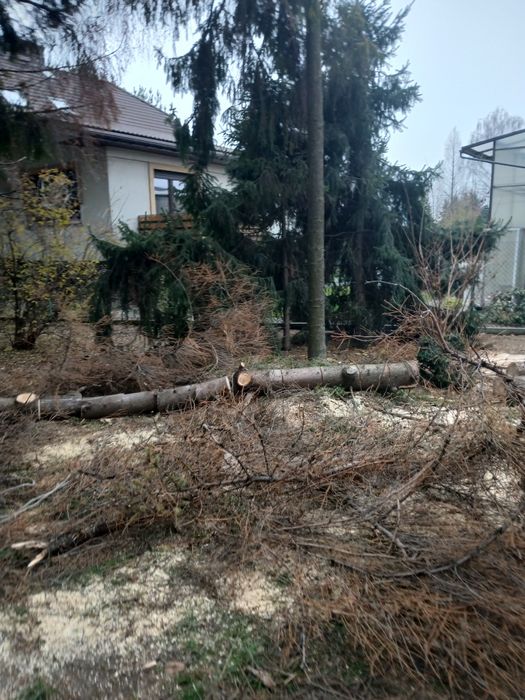 Wycinka drzew mielenie Sprzątanie dzialek