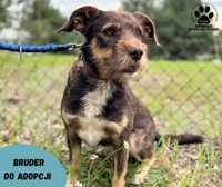 Kochany Bruder do adopcji