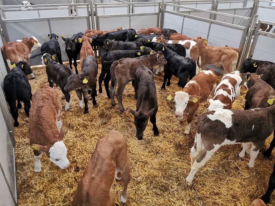 Cielęta Byczki i Jałówki POLSKIE 50-100kg. Wysoka zdrowotność.