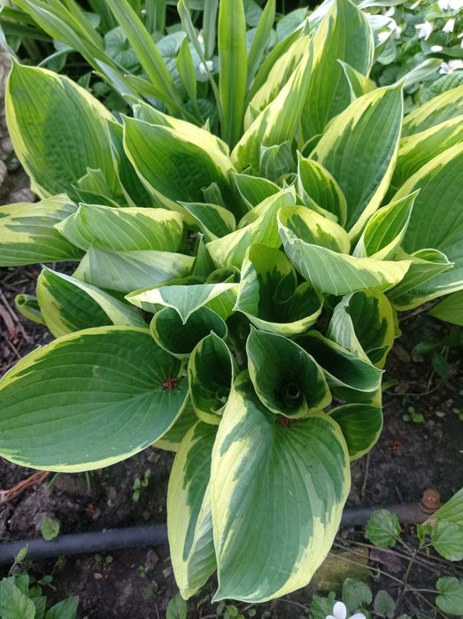 Цветок садовый,Хоста.