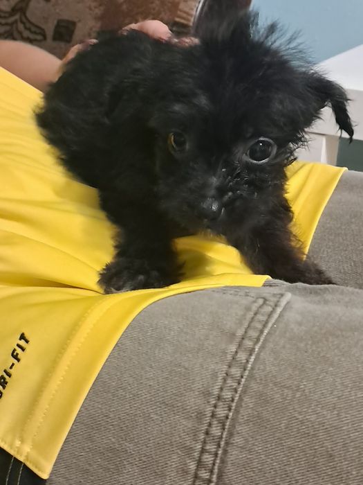 Yorki szukają nowego domu