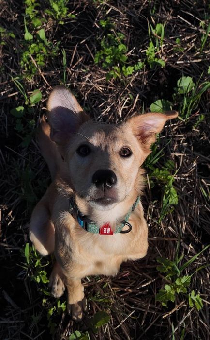 Маленька собачка