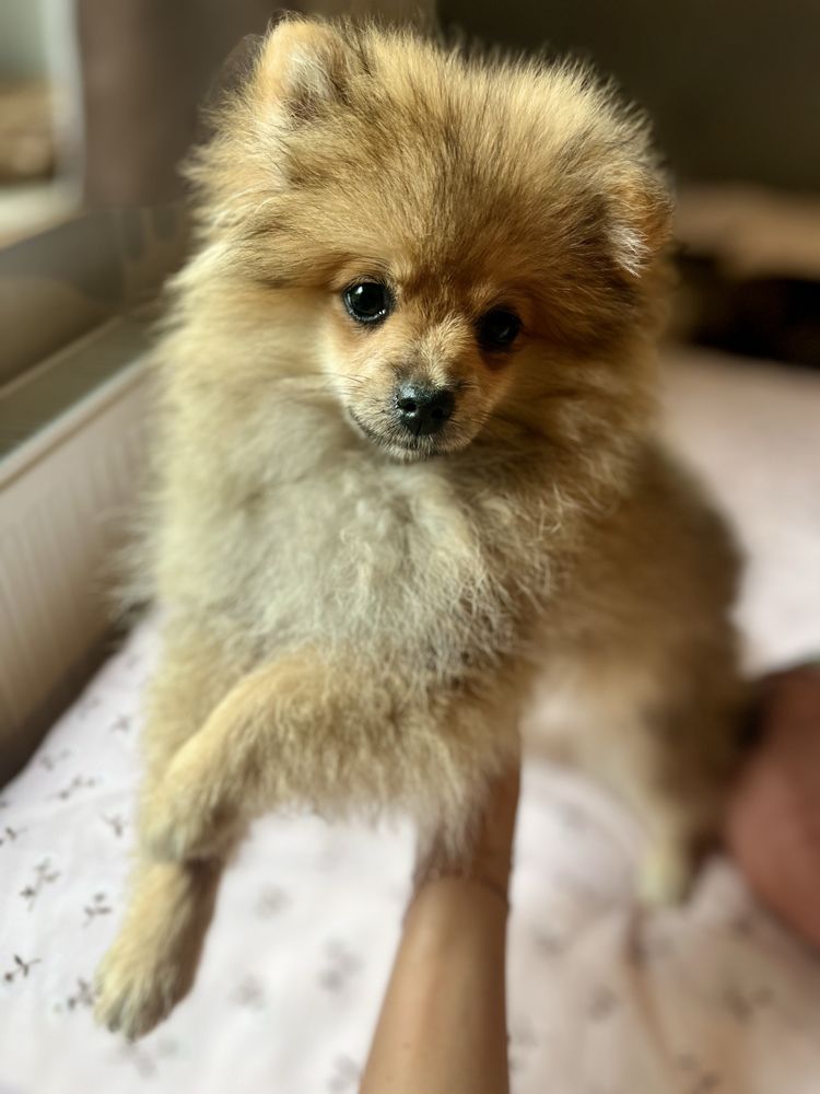 Pomeranian szpic miniaturowy suczka Ava przepiekny miś