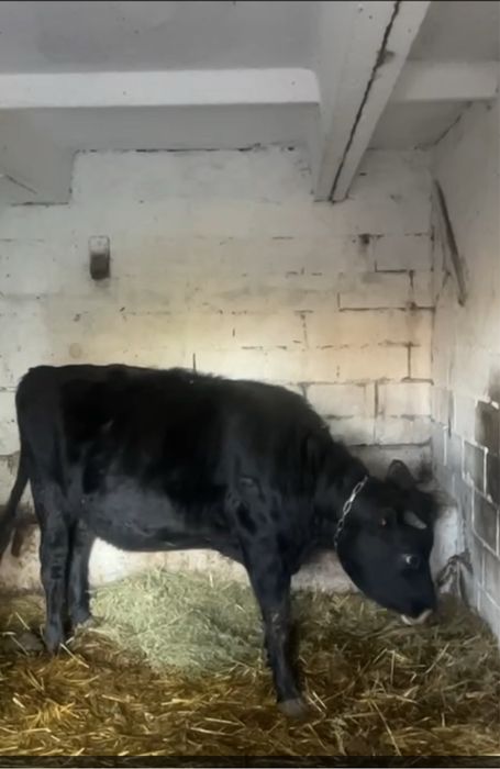 Тільну теличку Джерсейку на утримання