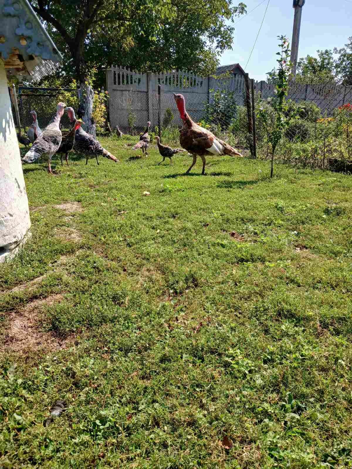 Продам молодих індичат