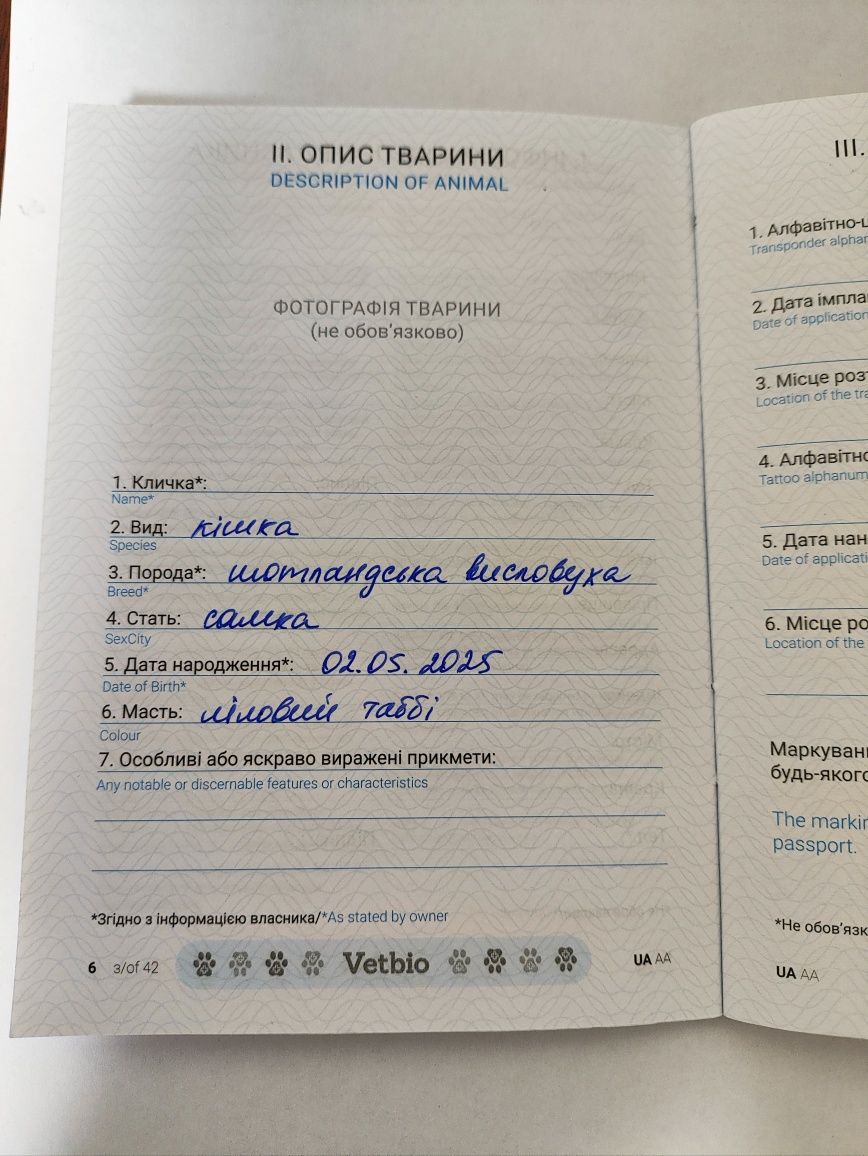 Висловуха шотландська дівчинка. Маленьке  ведмежатко.Всі щеплення