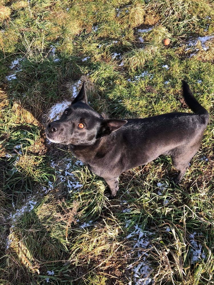 Piękny kochany 12 letni szuka rodziny