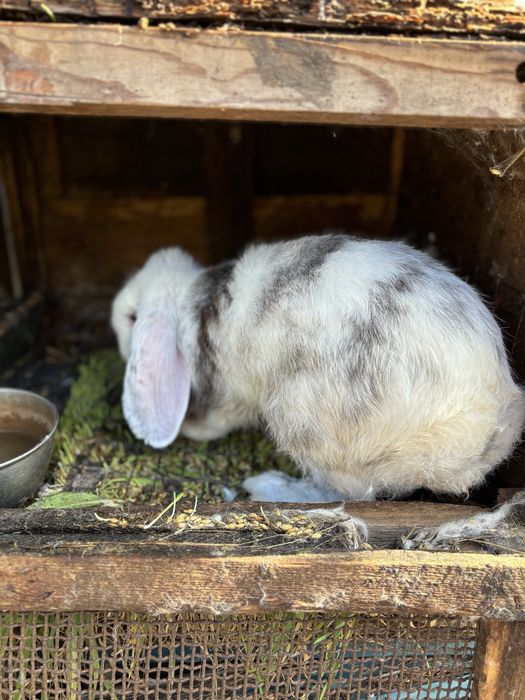 Французкий баран окрас рен