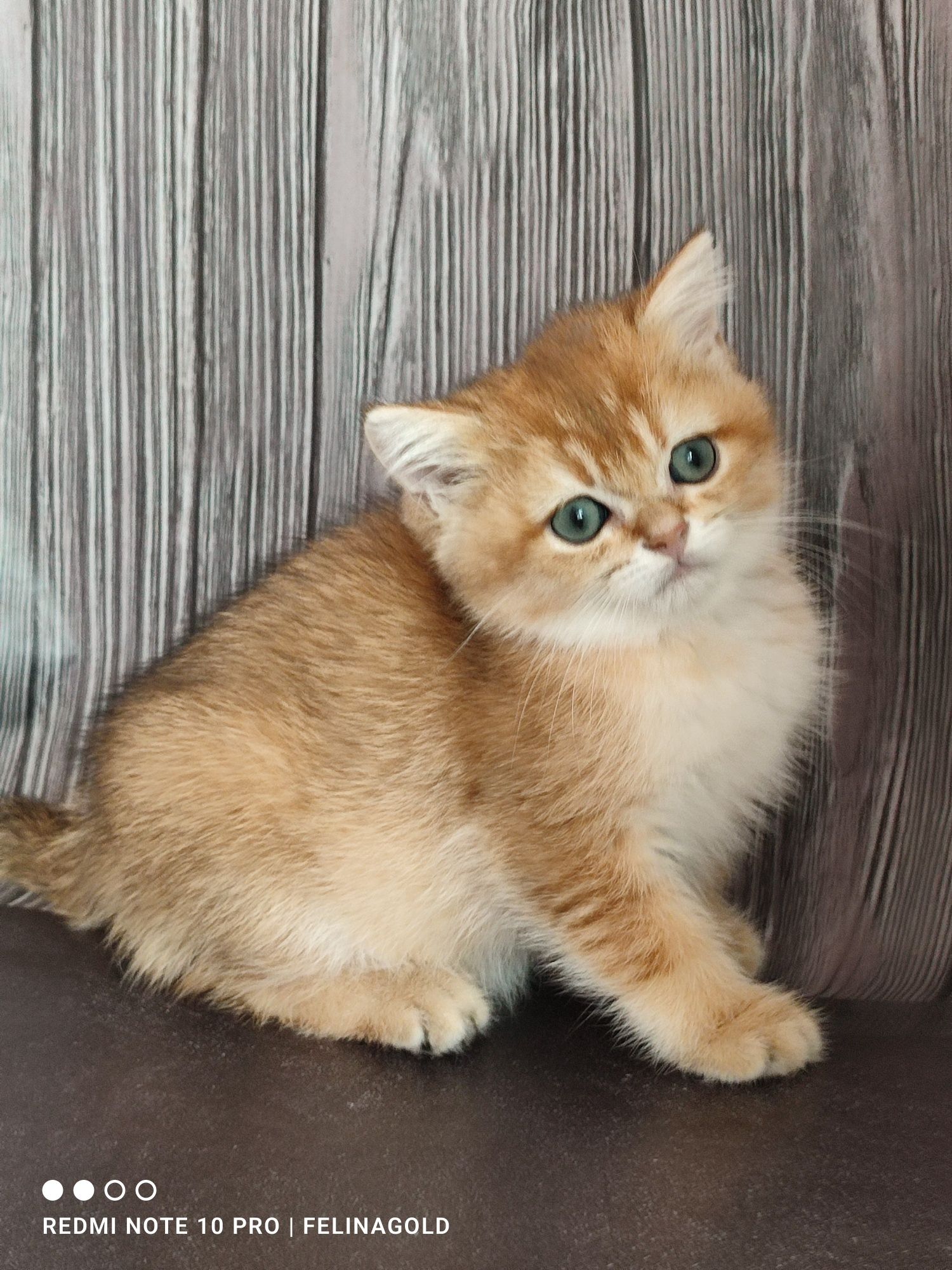 Британський золотий котик кошеня