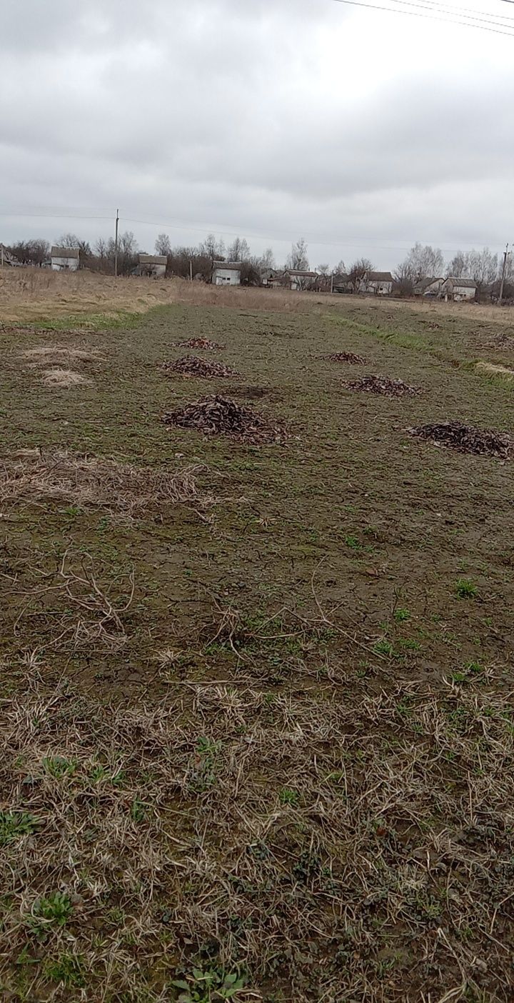 Будинок, хата. Село Осівці, Брусилівський район.