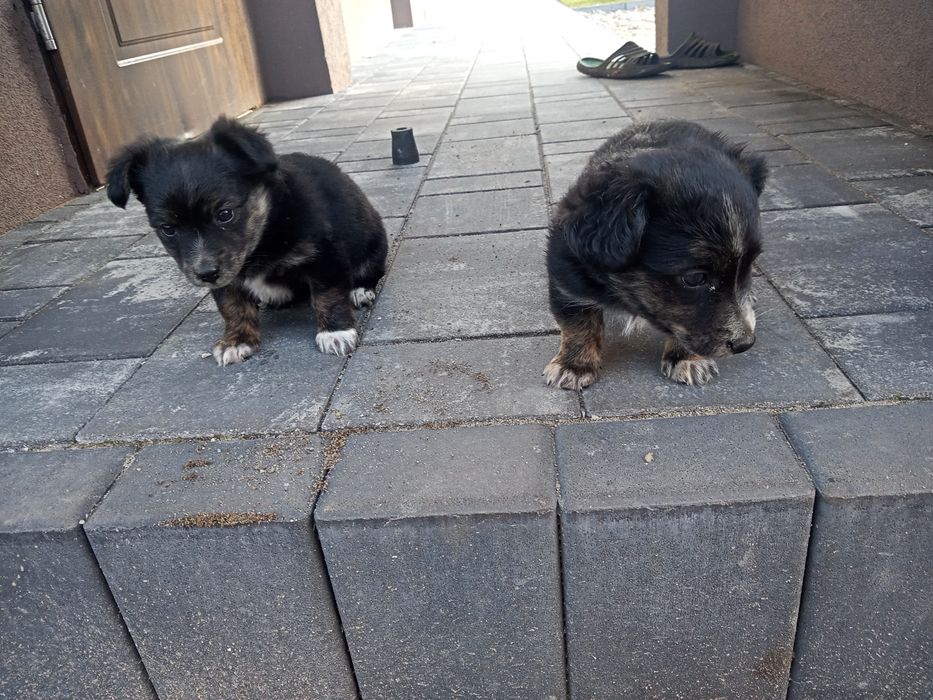 Oddam pieski za darmo