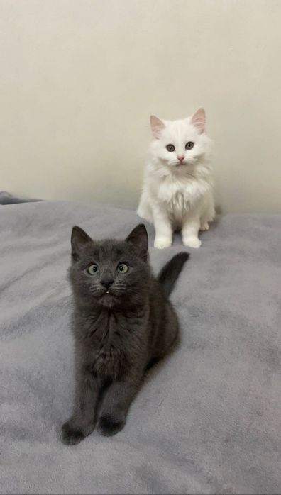 Безпритульні котики