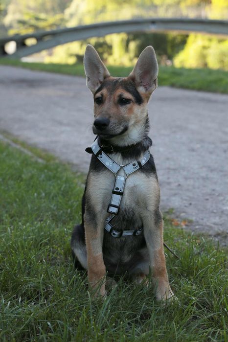 Zadbana i cudowna sunia ,szczeniak,szuka domu.