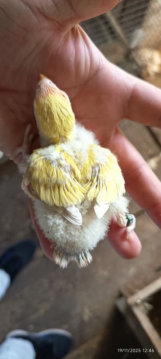 Crias Agapórnis para cria