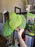 filodendron gloriosum