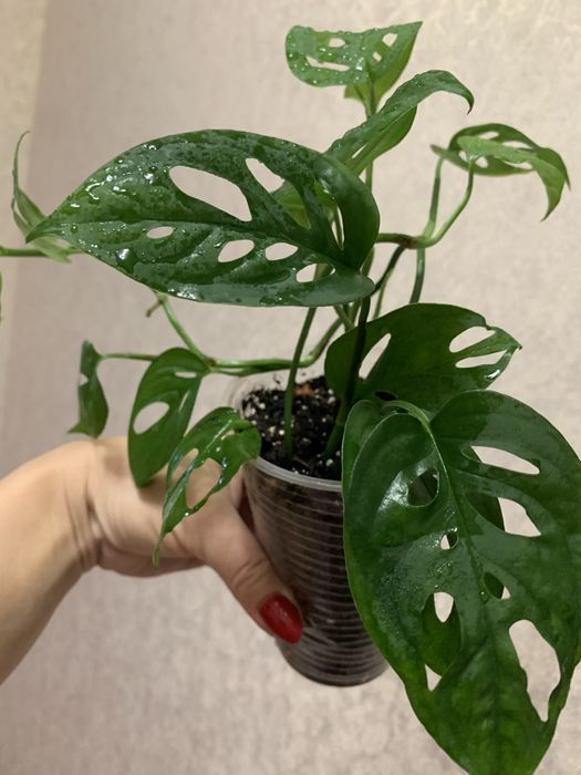 Продам монстеру з кружевним листям