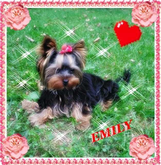 York,yorkshire terrier!ELITARNE MICRO CUDEŃKO,PIESEK 1,30kg -dla VIP!