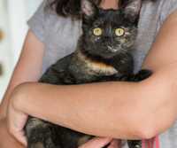 Черепашка Дара, ручная красотка кошка 10 месяцев