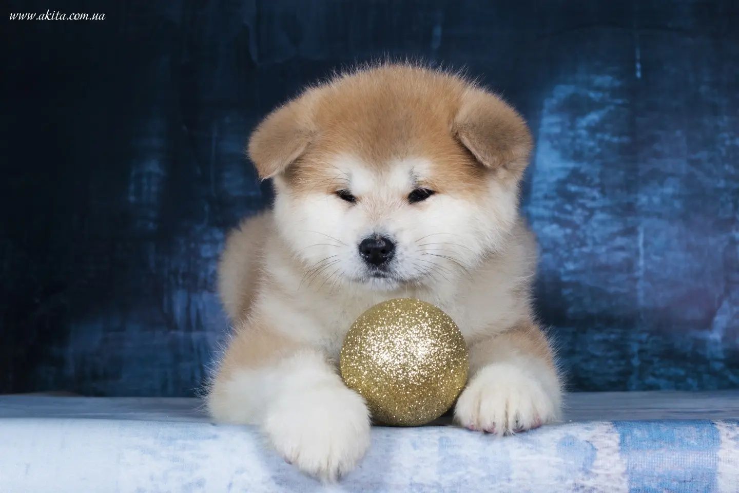 Akita, щенки акита ину, японская акита