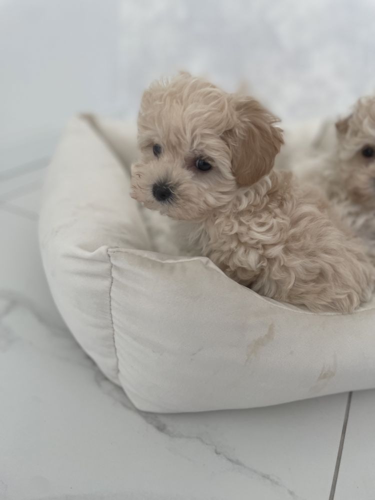 Maltipoo - piesek ;)