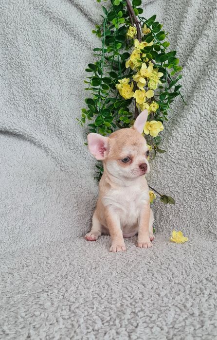 Estupenda mini Merle de Qualidade. Linhagem Russa