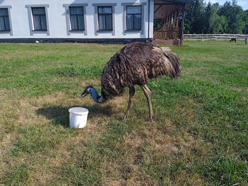Struś emu samiec