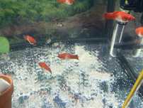 Kirys Panda Corydoras Panda