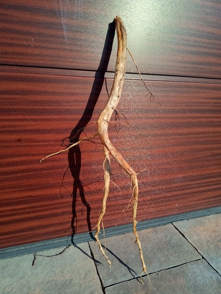Fajny, średni naturalny korzeń do akwarium