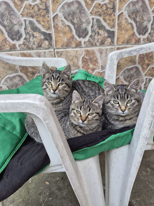 Пухнасте щастя шукає родину!