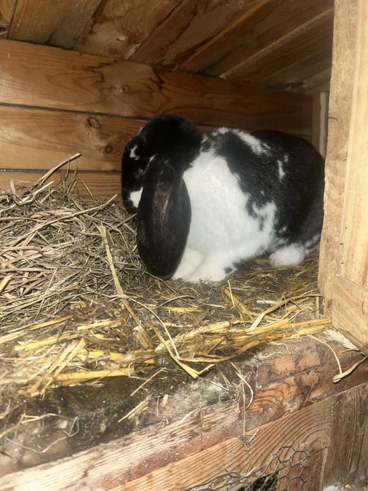 Barany 1+3  likwidacja sprzedam