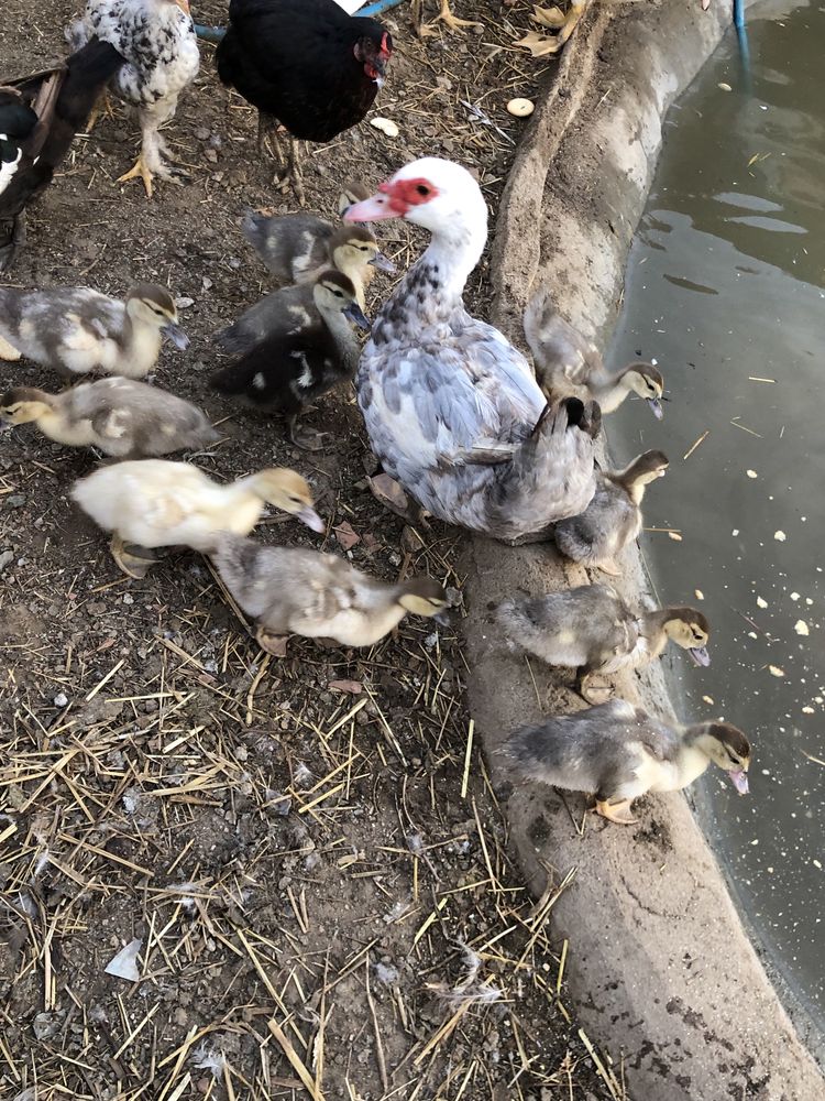 Vendo 11 patos novos