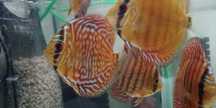 GB DYSKOWCE - paletki Turkus/Red Turkus /Leopard 7-8 cm