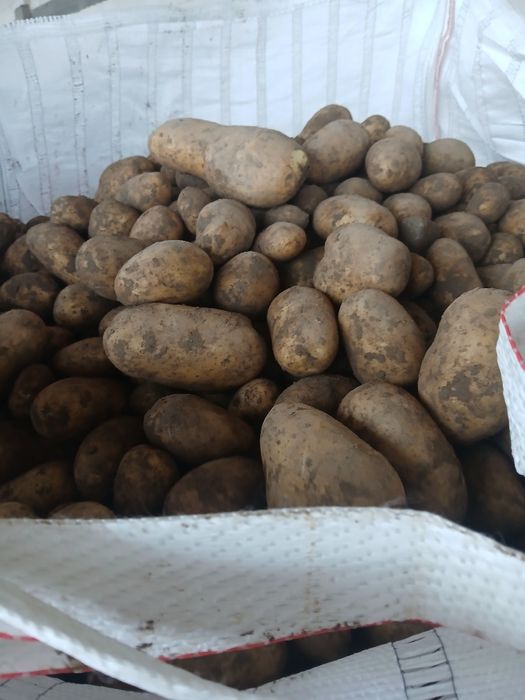 Ziemniaki jadalne Queen Anne, Jurek