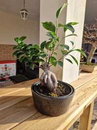 Bonsai Ficus Ginseng