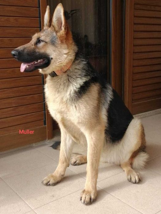 Pastora Alemã para adopção responsável.