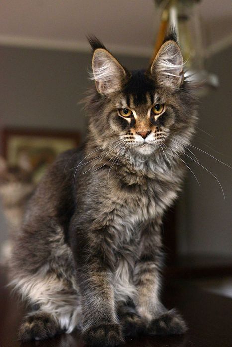 Kocurek maine coon z rodowodem FPL