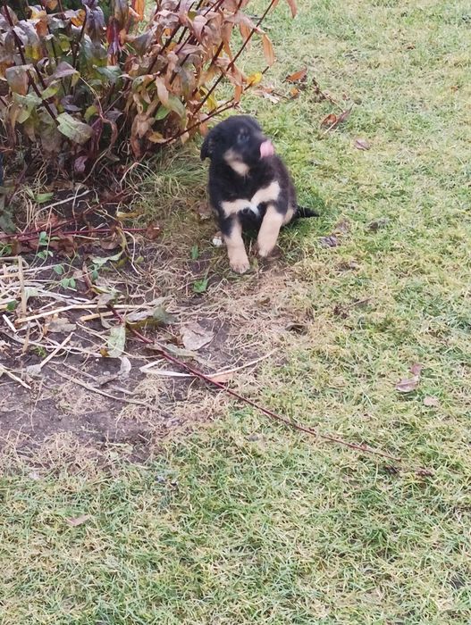 Oddam pieskaw dobre ręce