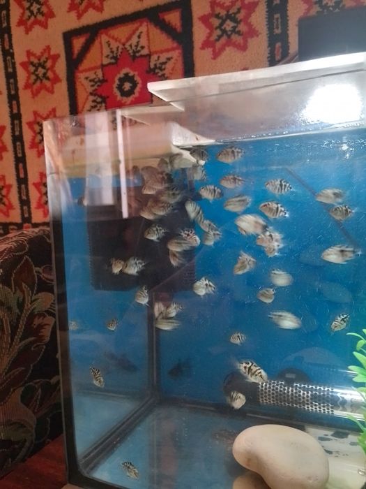 Трьох гибрідний попугай