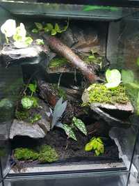 Terrarium 40x40x60 gekon