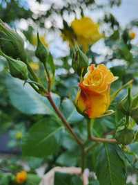 Роза мелкая на букет желтая